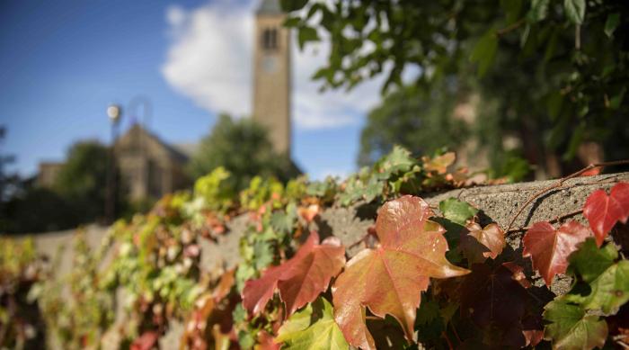 red ivy with clock tower in background