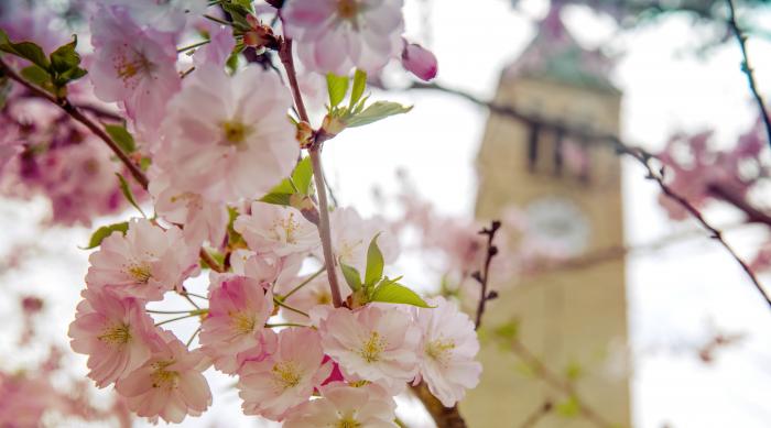 Cornell clock tower in background with cherry blossoms on tree in foreground