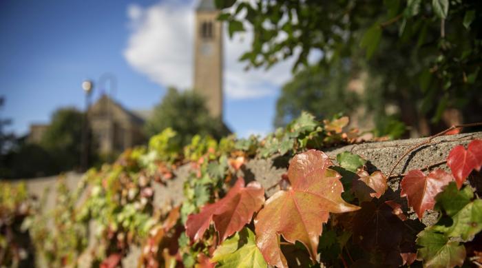 Photo of autumn ivy with tower in background